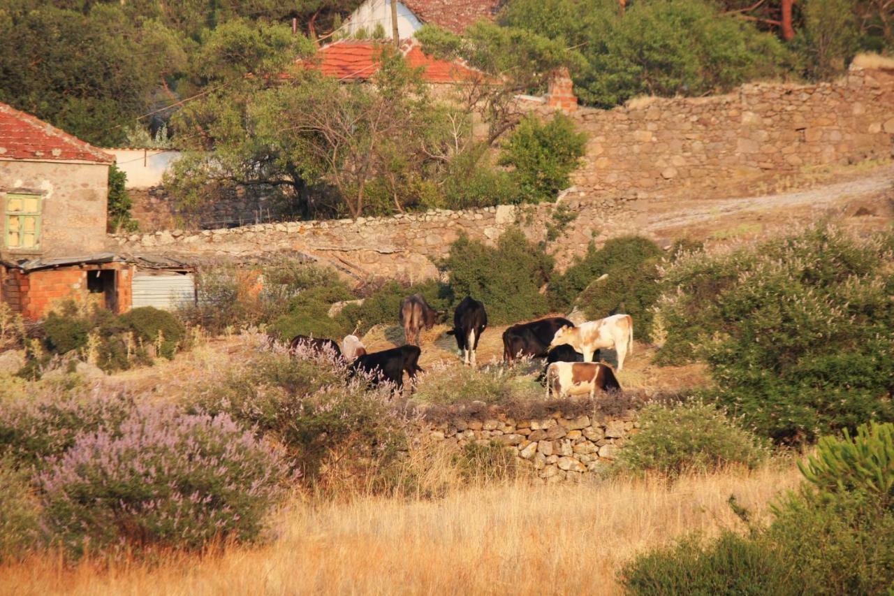 Hostal Alterna Koey Evi Ayvacik Exterior foto